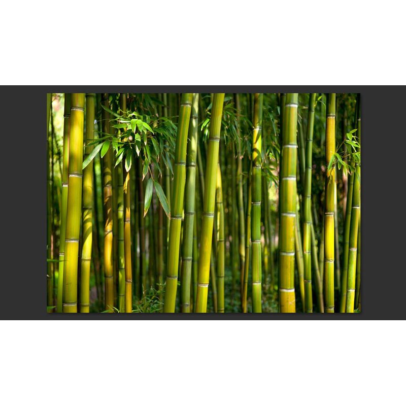 Fotomural Jardín de Bambú
