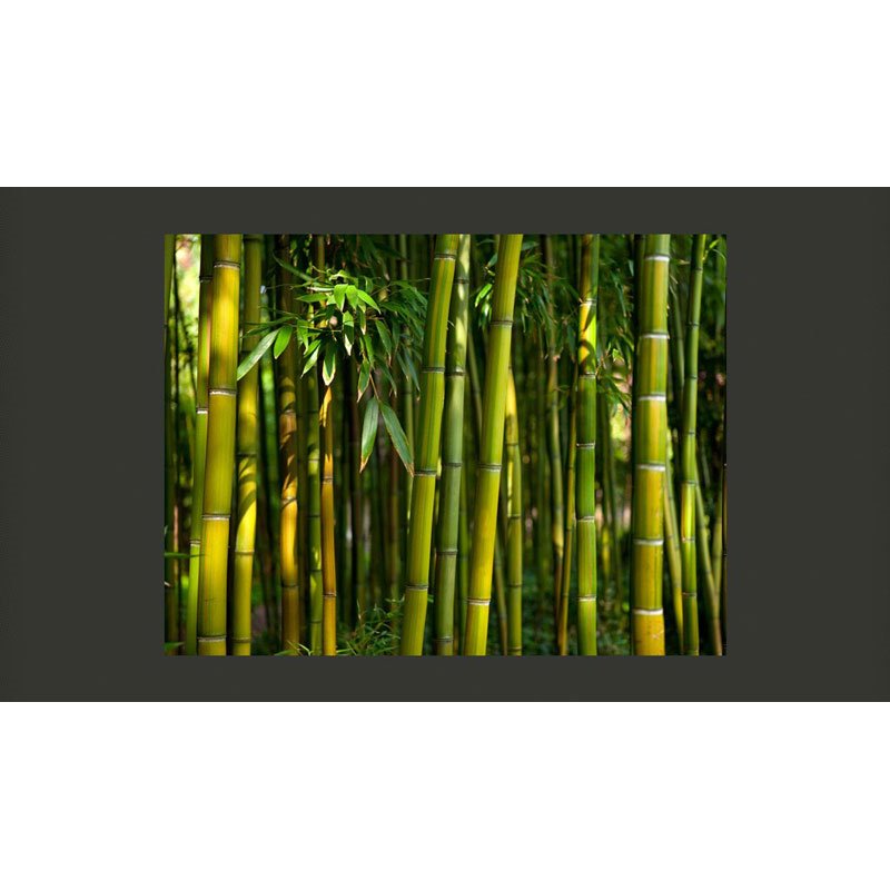 Fotomural Bosque Asiatico de Bambú