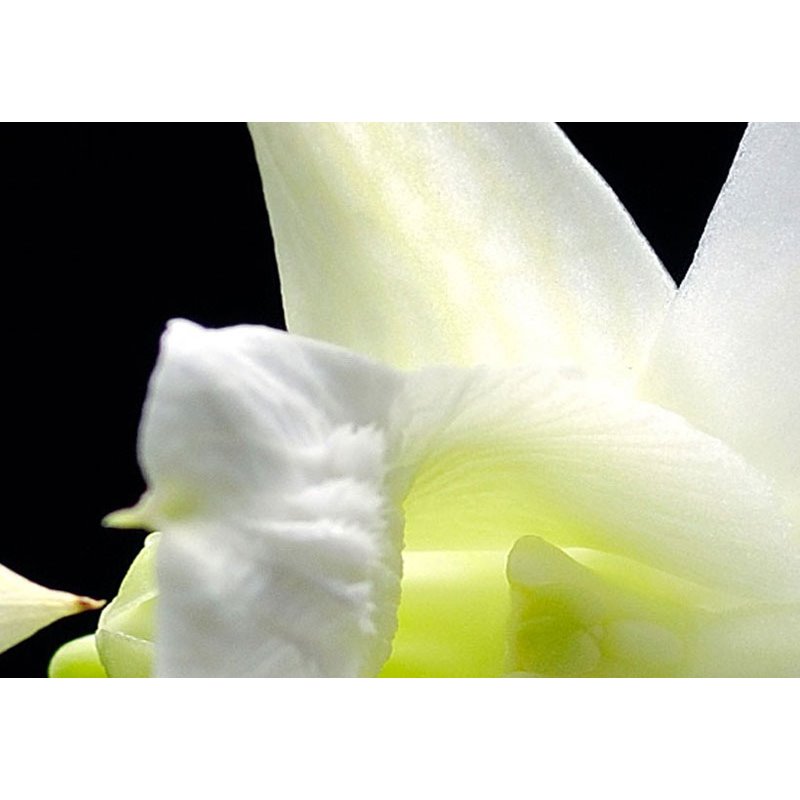 Cuadro Orquídeas melancólicas