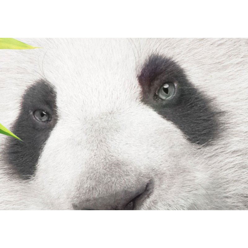 Cuadro Sweet Little Panda