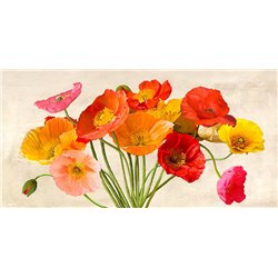 Poppies in Spring