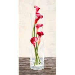 Arrangement of Callas