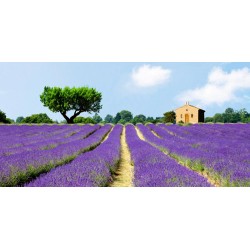 Lavender Fields, France