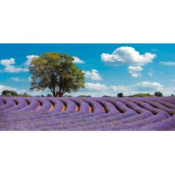 Lavender Field in Provence, France