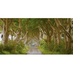 The Dark Hedges, Ireland