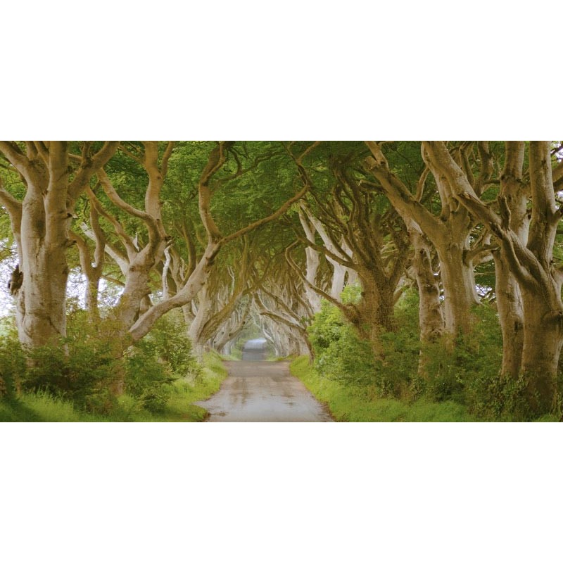 The Dark Hedges, Ireland