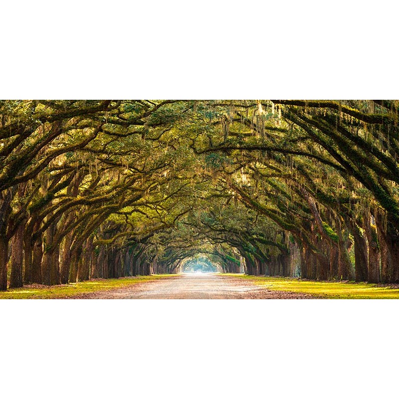 Path lined with oak trees