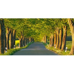 Lime tree alley, Mecklenburg Lake District, Germany