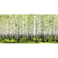 Birch forest in spring