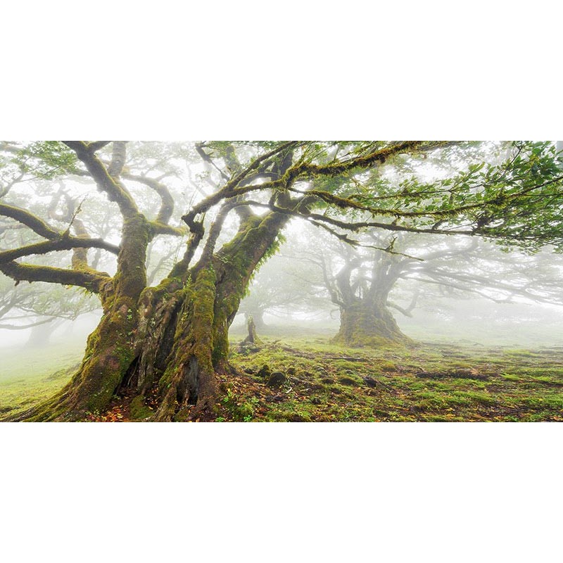 Laurel forest in fog, Madeira, Portugal