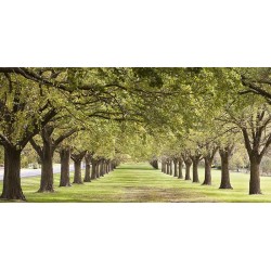 Rows of trees bordering greensward (detail)