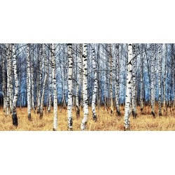 Birch grove in autumn