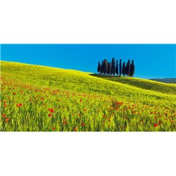 Cypress and corn field, Tuscany, Italy