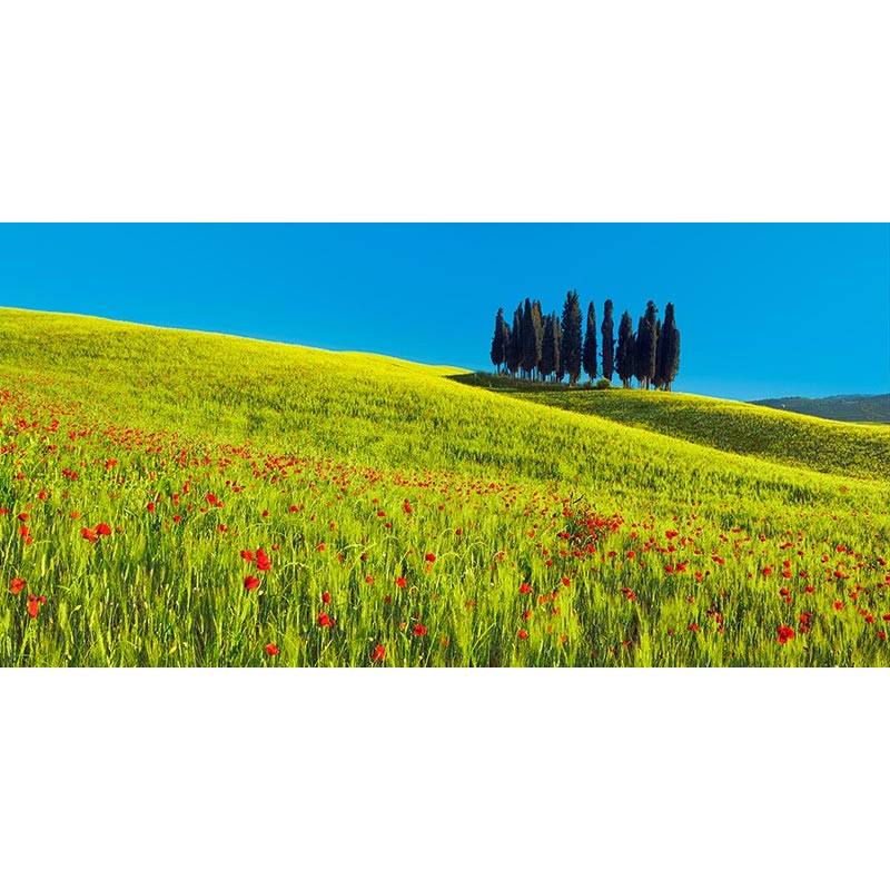 Cypress and corn field, Tuscany, Italy