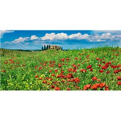 Farm house with cypresses and poppies, Tuscany, Italy
