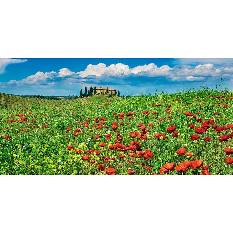 Farm house with cypresses and poppies, Tuscany, Italy