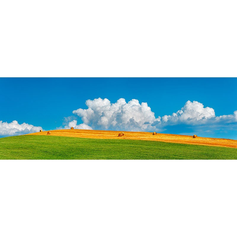 Corn field harvested, Tuscany, Italy