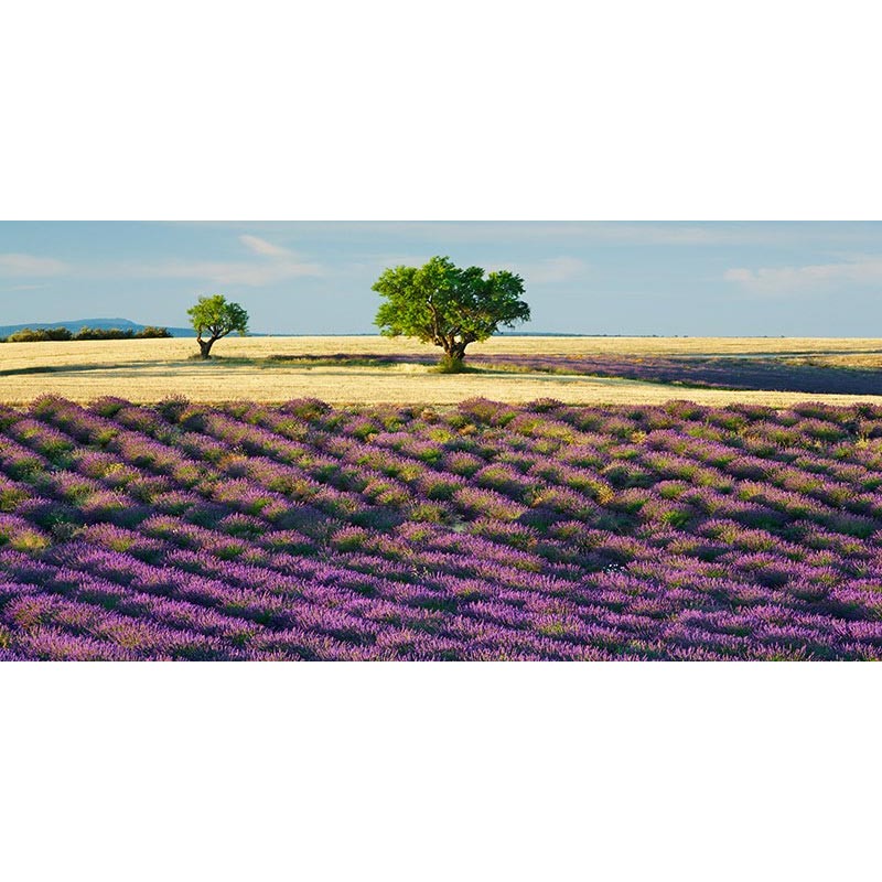 Lavender field and almond tree, Provence, France