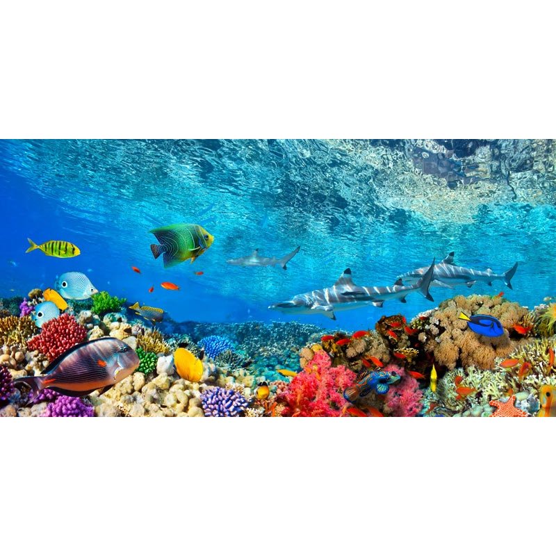 Reef Sharks and fish, Indian Sea