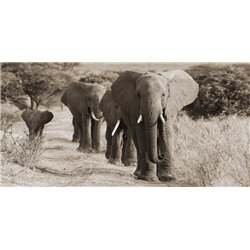 Herd of African Elephants, Kenya