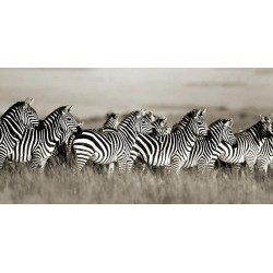 Grant's zebra, Masai Mara, Kenya