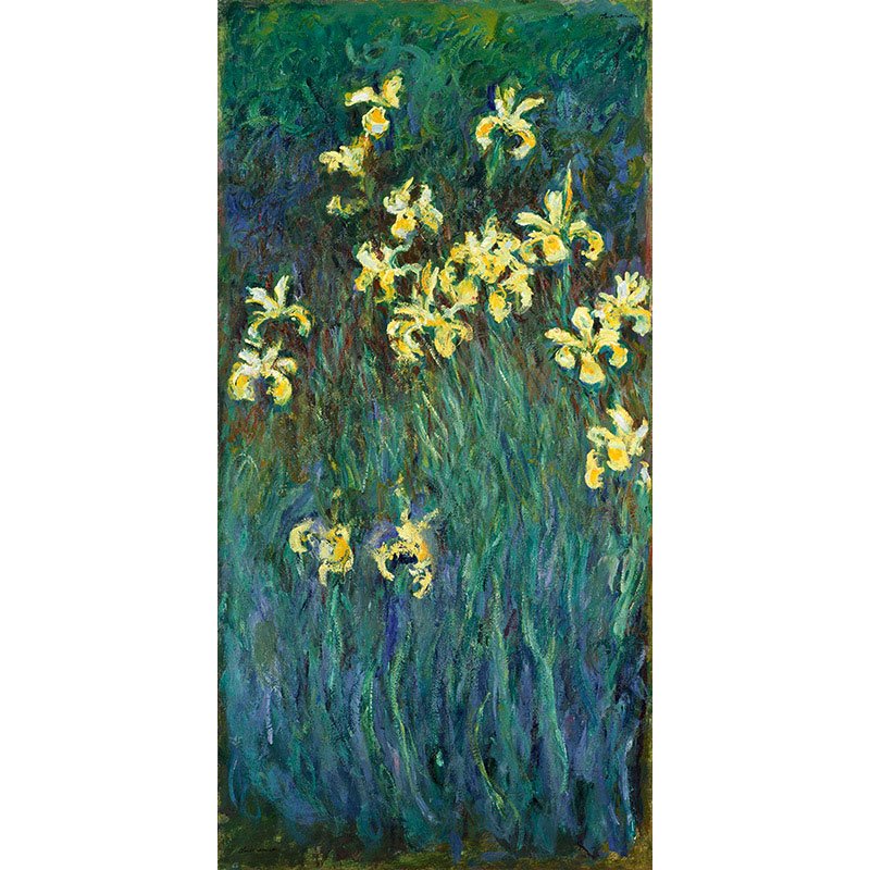 Les iris jaunes