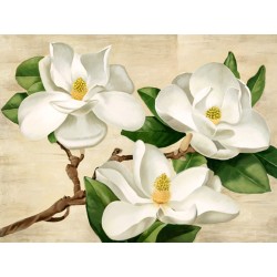 Magnolie bianche