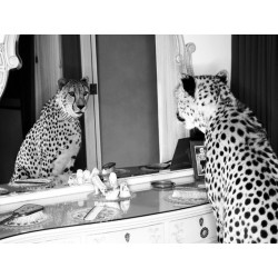 Cheetah looking in mirror