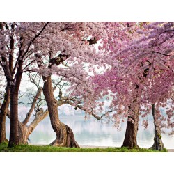 Cherry trees bloom, Washington, USA