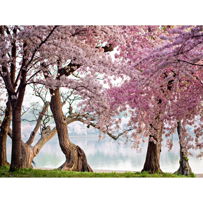 Cherry trees bloom, Washington, USA