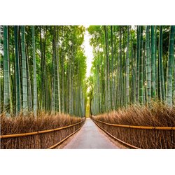 Bamboo Forest, Kyoto, Japan