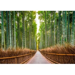 Bamboo Forest, Kyoto, Japan