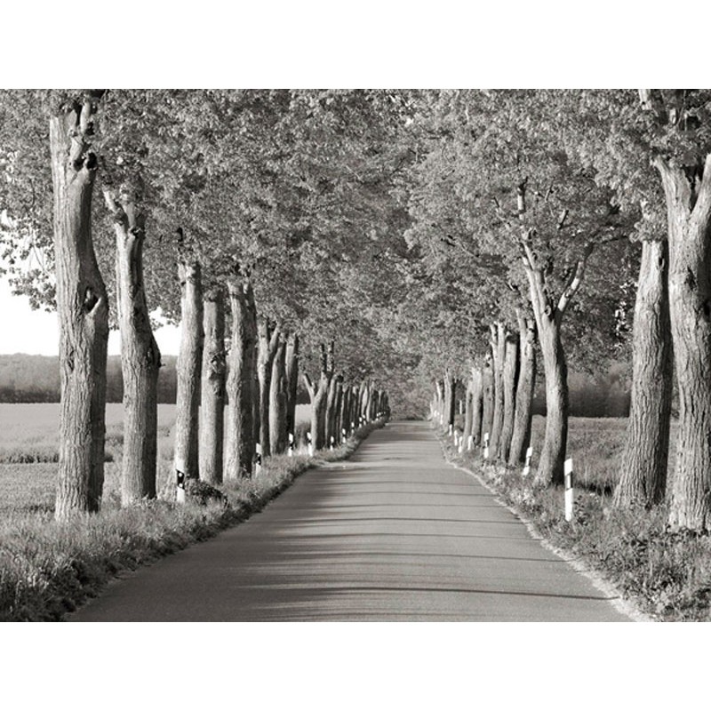 Lime tree alley, Mecklenburg Lake District, Germany