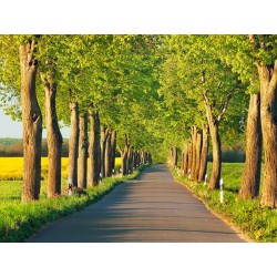 Lime tree alley, Mecklenburg Lake District, Germany