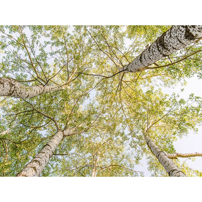 Birch woods in spring