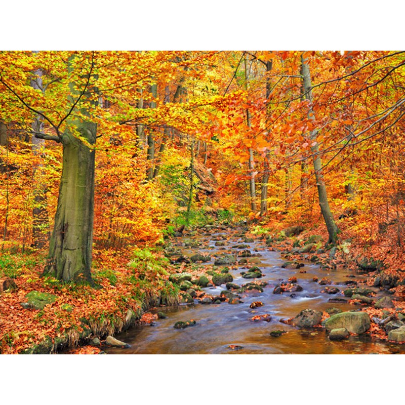 Beech forest in autumn, Ilse Valley, Germany