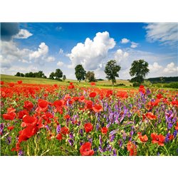 Poppies and vicias in meadow, Mecklenburg Lake District, Germany