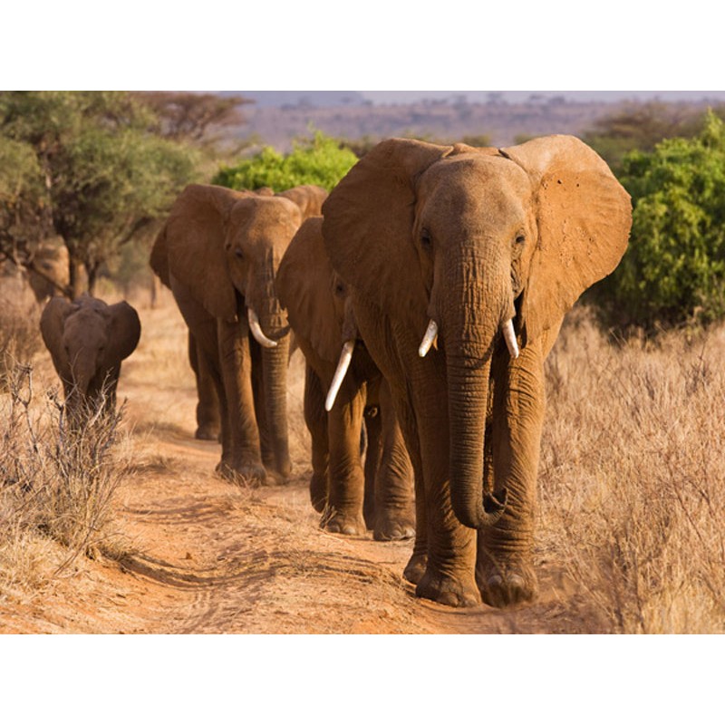 Herd of African Elephants, Kenya