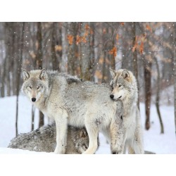 Grey wolves huddle together during a snowstorm, Quebec