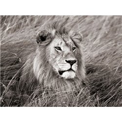 African lion, Masai Mara, Kenya