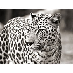 Portrait of leopard, South Africa