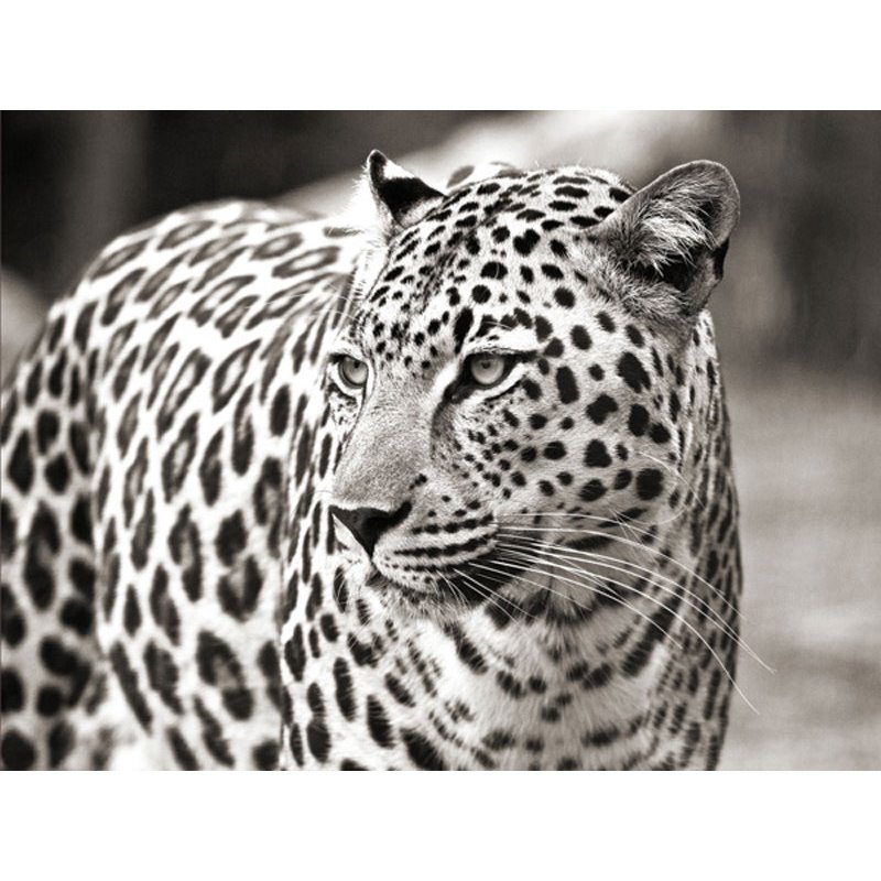 Portrait of leopard, South Africa