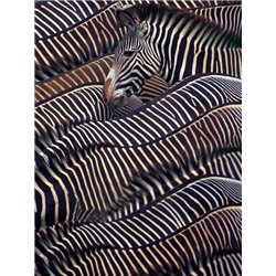 Zebras in Samburu National reserve, Kenya