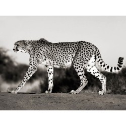 Cheetah, Namibia, Africa