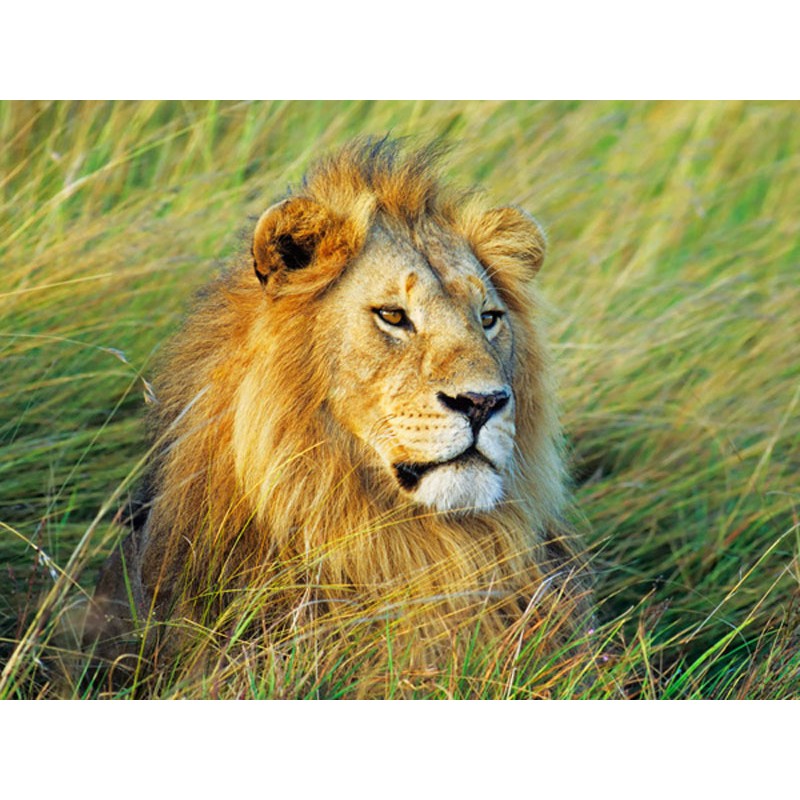 African lion, Masai Mara, Kenya