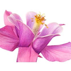 Dark columbine close-up