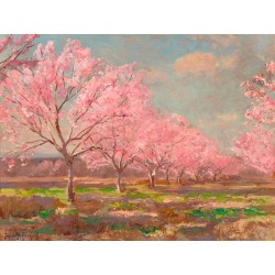 Peach orchard on Mavericks farm