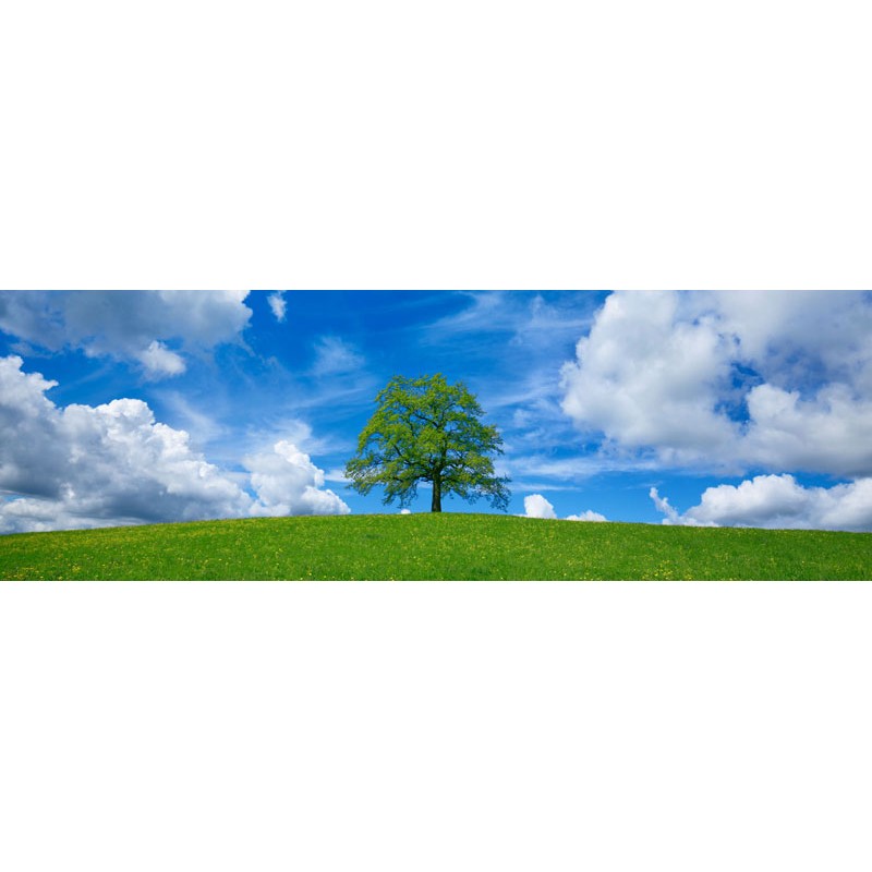 Oak and clouds, Bavaria, Germany