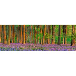 Beech forest with bluebells, Hampshire, England