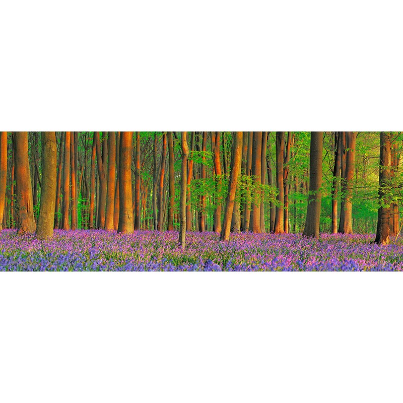 Beech forest with bluebells, Hampshire, England